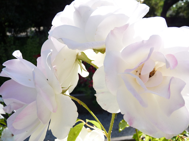 White-Roses-In-May.1.jpg